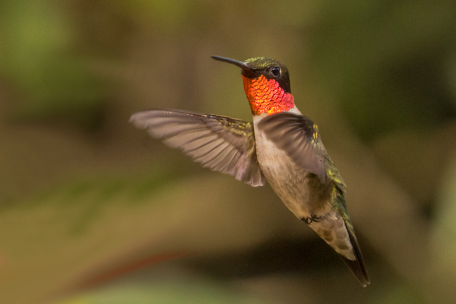 Ruby-throated Hummingbird in Flight | Shutterbug